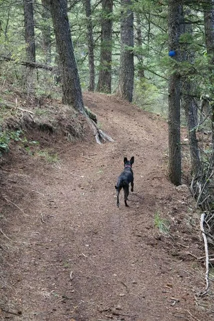 A young medium-sized female Black Australian Kelpie dog named Ebony for adoption in Montpelier, ID