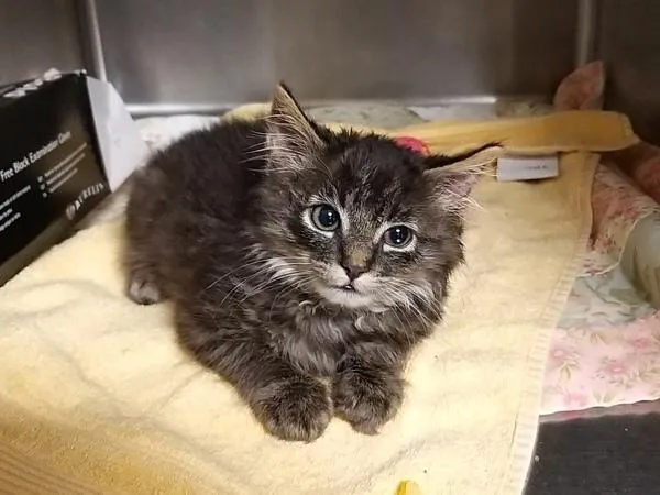 An adult small-sized male Domestic Short Hair cat named Mochi for adoption in Oceanside, CA