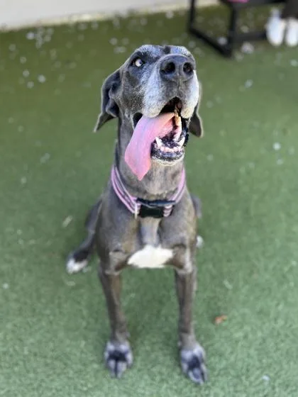 A senior extra large-sized female Great Dane dog named Debbie for adoption in Fishers, IN