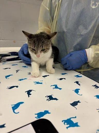 A baby small-sized female Domestic Short Hair cat named Milhouse for adoption in Washington, DC