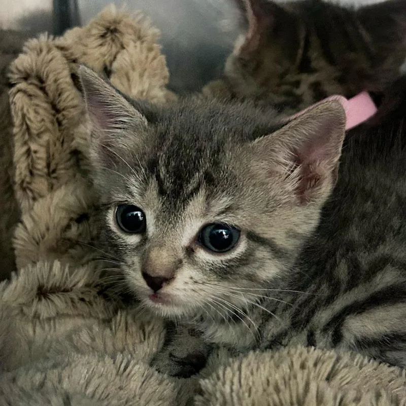 A baby small-sized female Gray / Blue / Silver Domestic Short Hair cat named Nina for adoption in Troy, VA