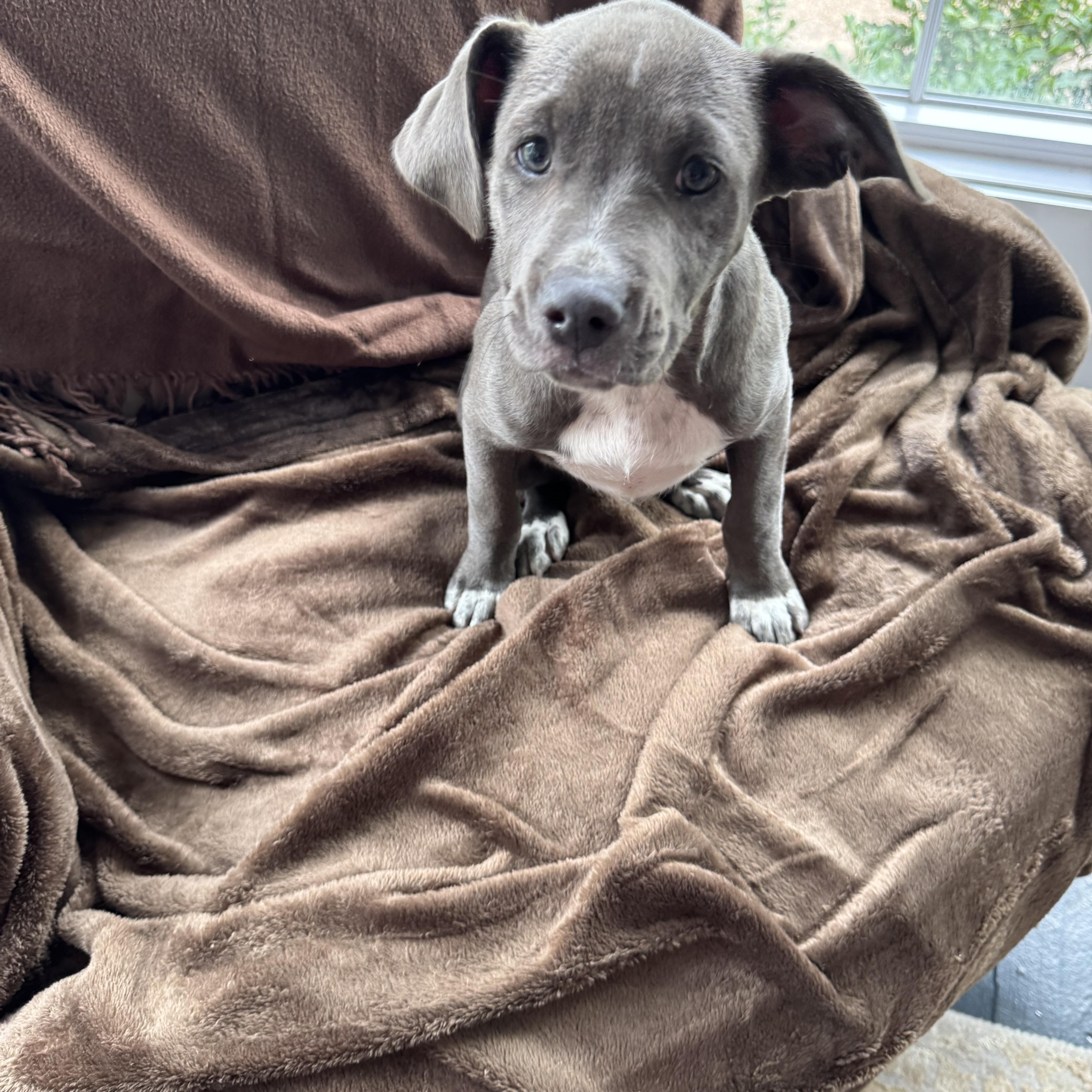 A baby medium-sized female Gray / Blue / Silver Catahoula Leopard Dog dog named Lexie for adoption in Alexandria, LA