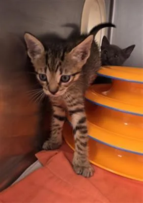 A baby small-sized male Domestic Short Hair cat named Kaan for adoption in Fort Walton Beach, FL