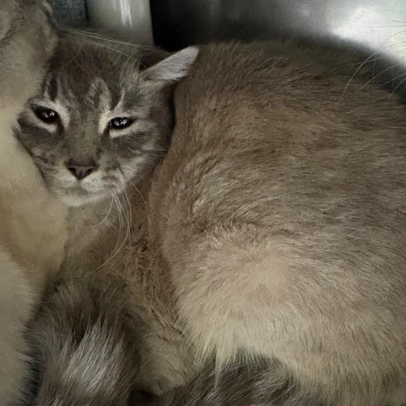 Natalie  Shy Cat thumbnail 2