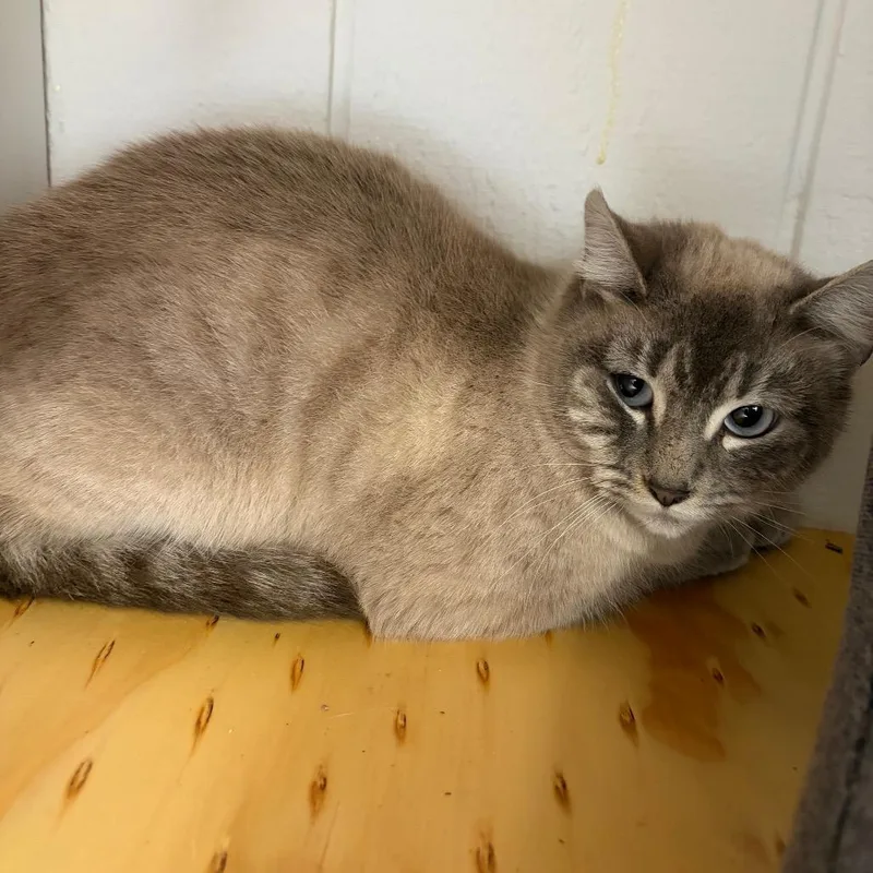 Natalie  Shy Cat thumbnail 3