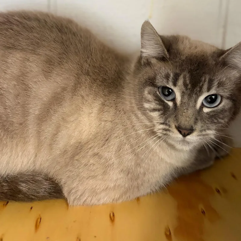 Natalie  Shy Cat thumbnail 4