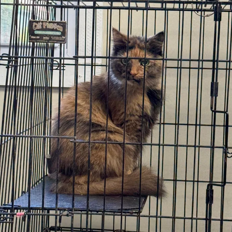 An adult medium-sized female Tortoiseshell Domestic Long Hair cat named C Jolene for adoption in Franklin, PA