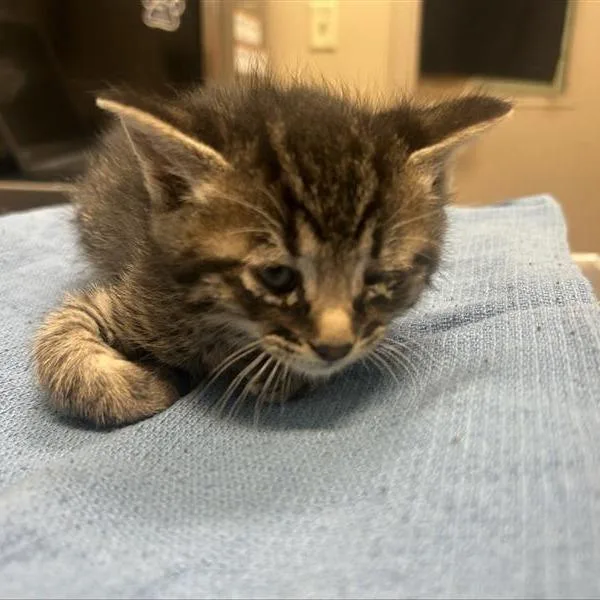 A baby small-sized male Brown / Chocolate Domestic Short Hair cat named Smoulder for adoption in Tacoma, WA