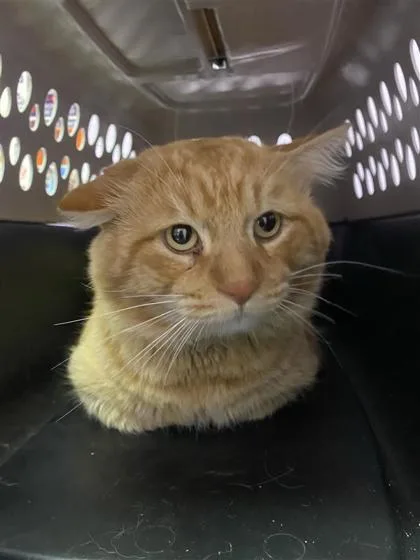 A baby large-sized male Domestic Short Hair cat named 61783621 for adoption in El Paso, TX