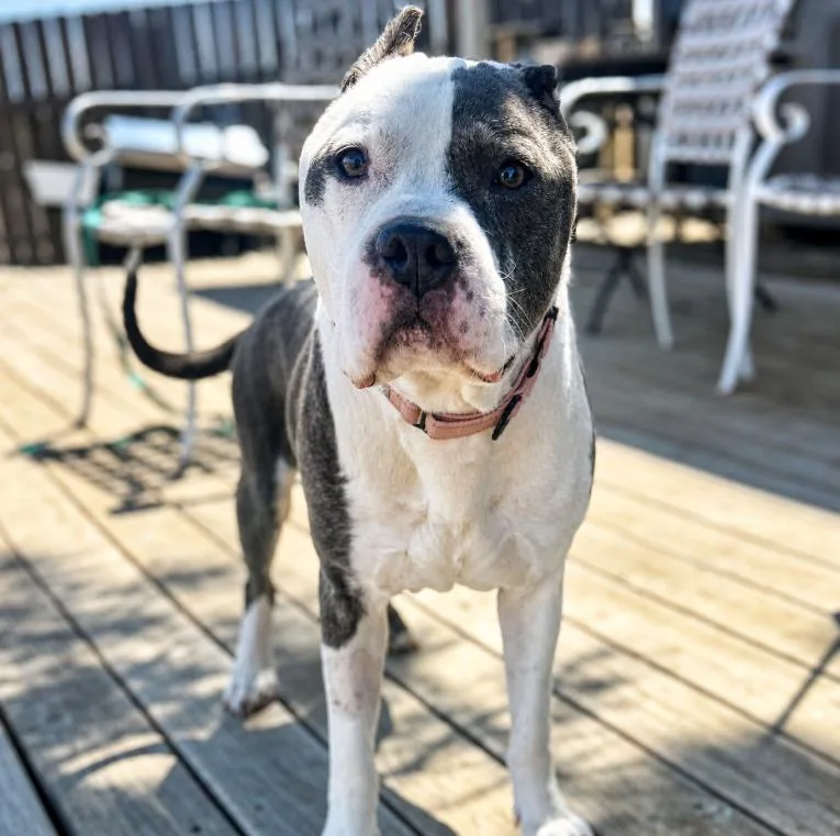 A senior large-sized male Gray / Blue / Silver Pit Bull Terrier dog named Hugo for adoption in Mead, CO