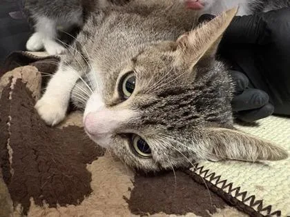 An adult small-sized female Gray / Blue / Silver Domestic Short Hair cat named Misty for adoption in El Paso, TX