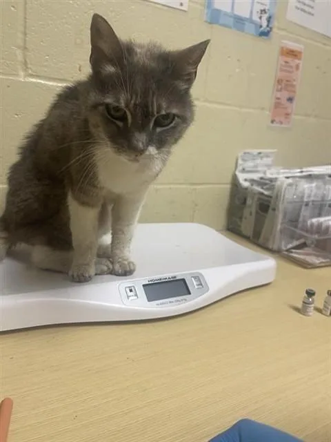 An adult small-sized male Domestic Short Hair cat named Dewey Decimal for adoption in Sacramento, CA