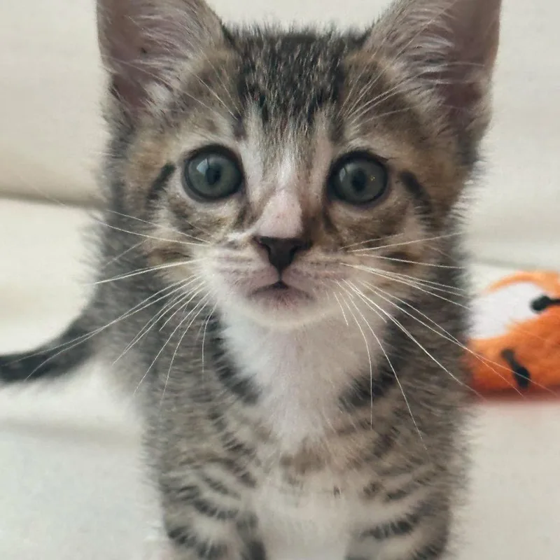 A baby small-sized male Gray / Blue / Silver Domestic Short Hair cat named Kidd for adoption in Long Beach, CA