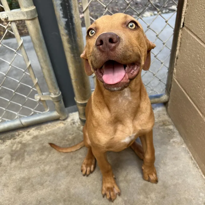 A young small-sized male Red / Chestnut / Orange Vizsla dog named Courage for adoption in Ojai, CA
