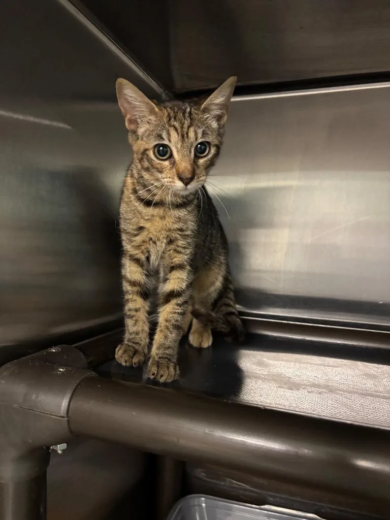 A baby large-sized female Domestic Short Hair cat named Natasha for adoption in Metter, GA
