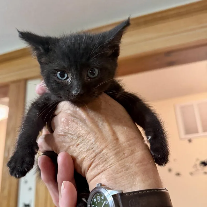 A baby small-sized male Black Domestic Short Hair cat named Sprocket Miller for adoption in Woodstock, VA