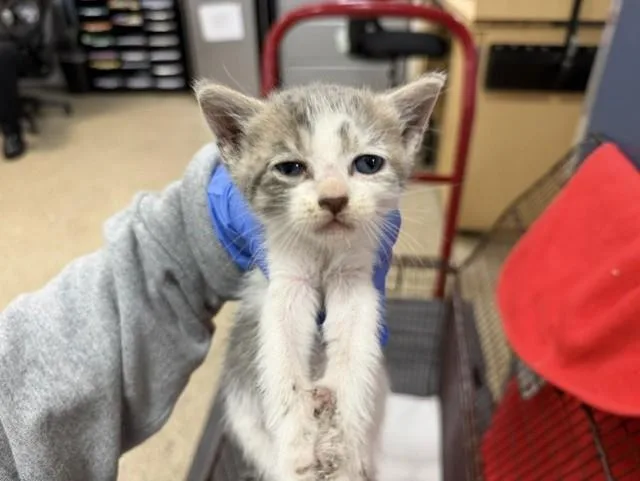 A baby small-sized male Domestic Short Hair cat named Flufferness for adoption in Miami, FL