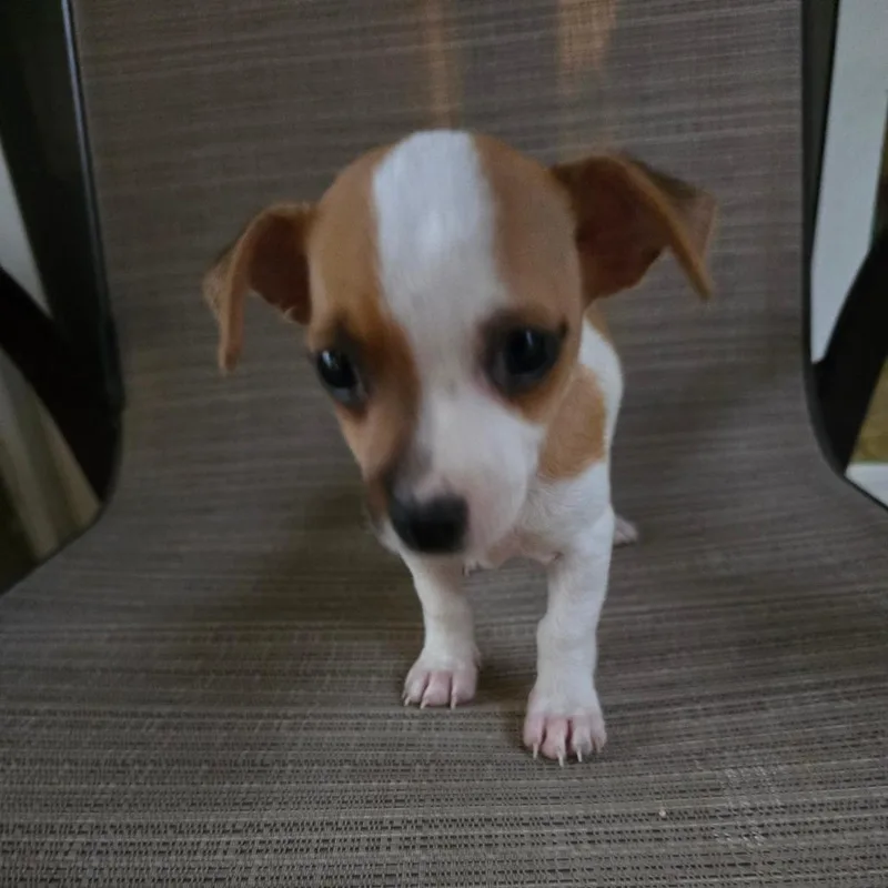 A baby small-sized male White / Cream Miniature Pinscher dog named Wasabi for adoption in Boerne, TX