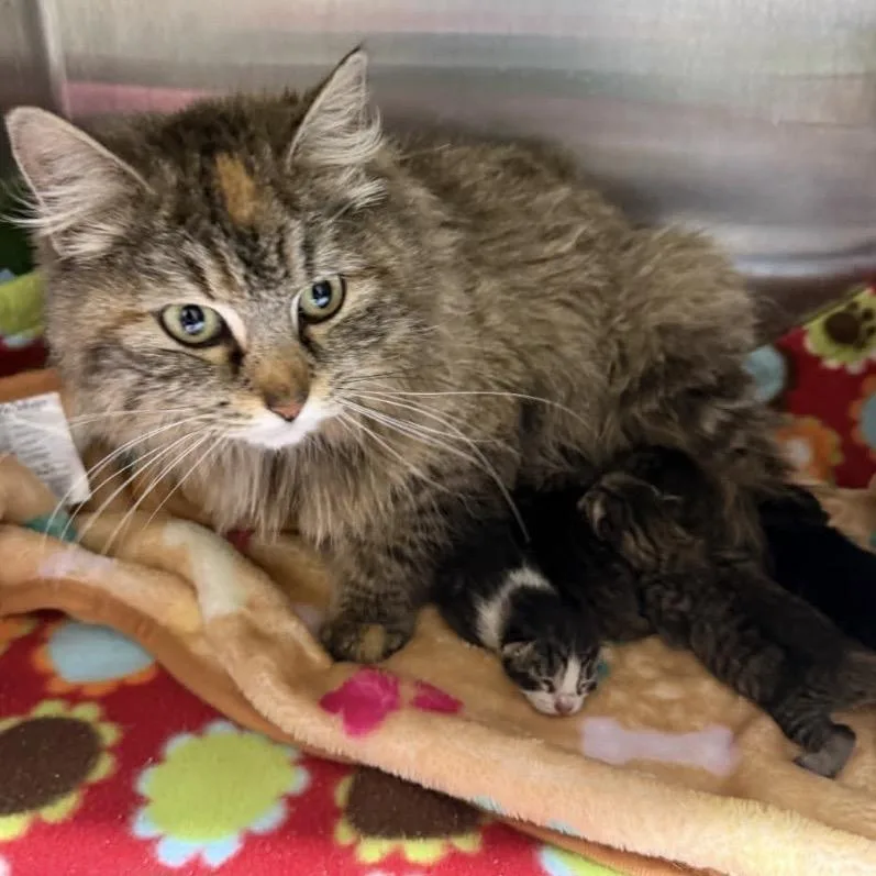 An adult small-sized female Brown / Chocolate Domestic Medium Hair cat named Twyla for adoption in Monroe, MI