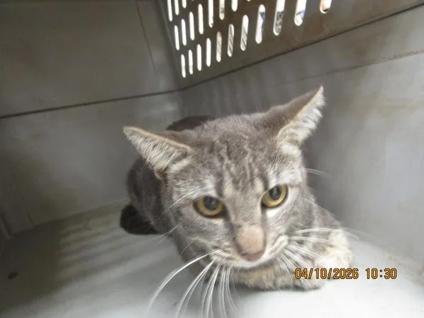 An adult medium-sized female Domestic Short Hair cat named Gina for adoption in Marietta, GA