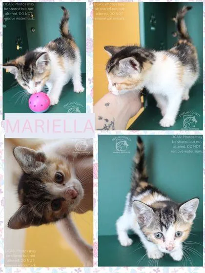 Mariella