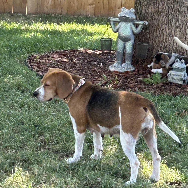 A young small-sized female Beagle dog named Sadie for adoption in Choctaw, OK
