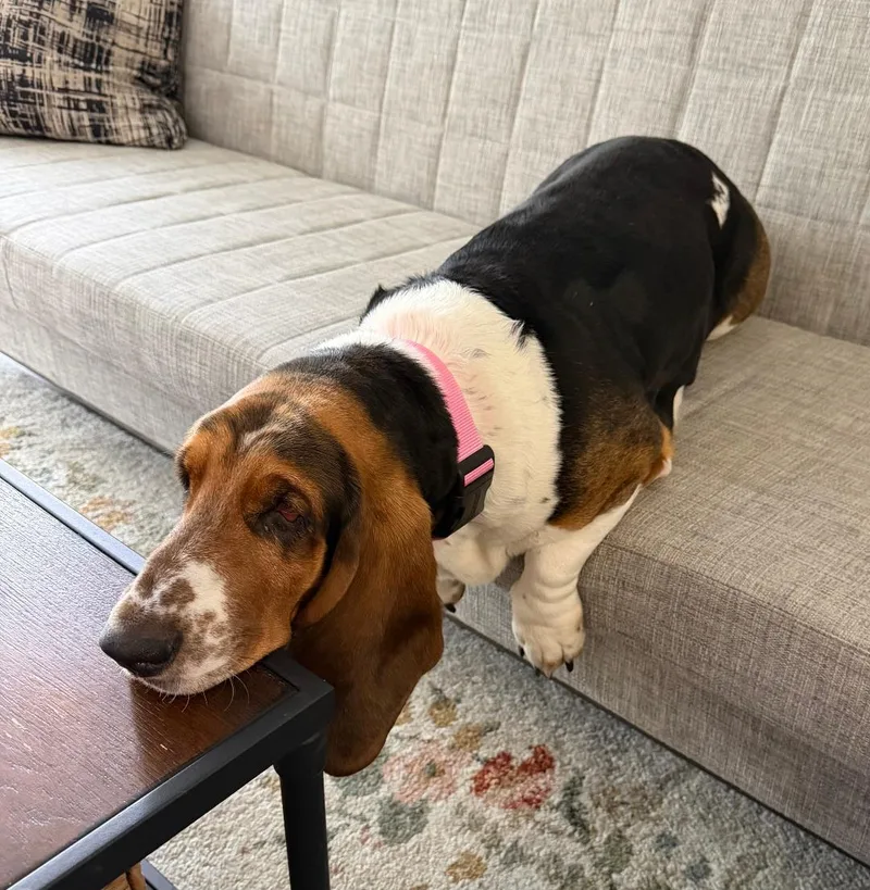 An adult medium-sized female Tricolor (Brown, Black, & White) Basset Hound dog named Peach for adoption in Auburndale, FL