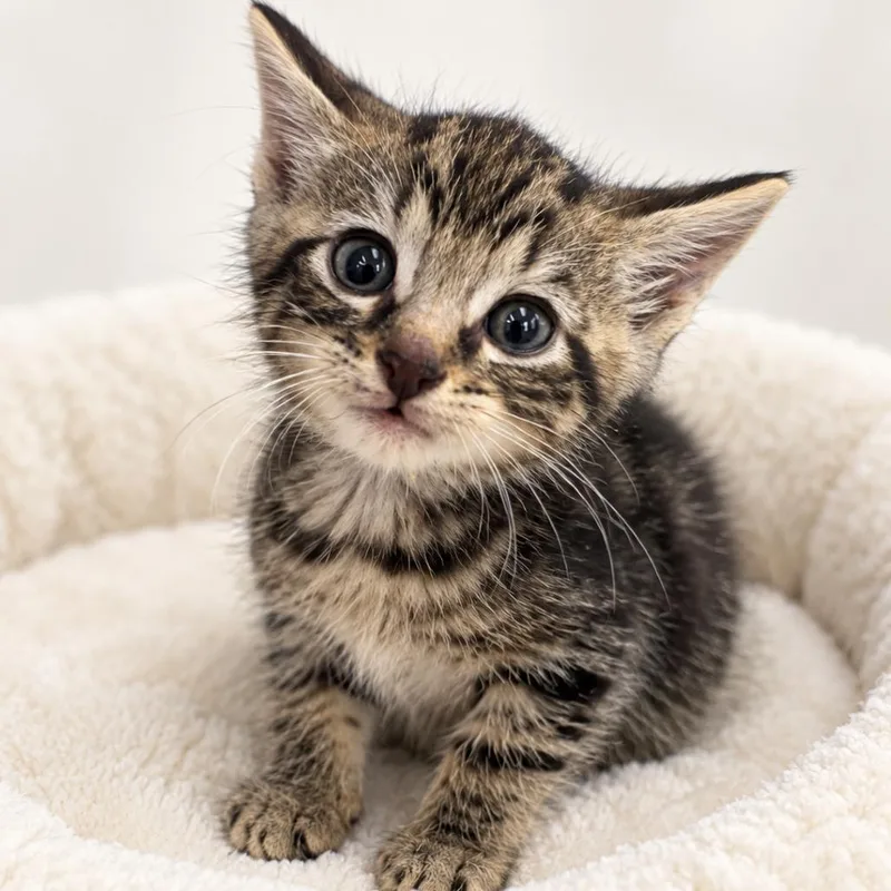 A baby small-sized male Black Domestic Short Hair cat named Rocco for adoption in Redwood Falls, MN