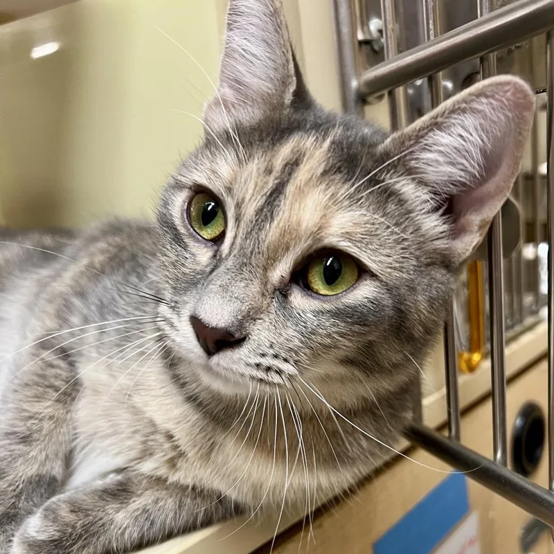 A young medium-sized female Tortoiseshell Domestic Short Hair cat named Choco Taco for adoption in Mount Laurel, NJ
