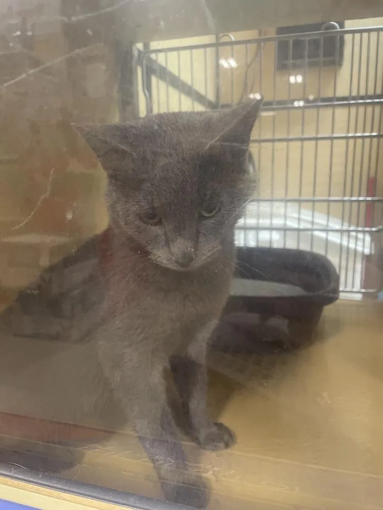 An adult medium-sized male Gray / Blue / Silver Domestic Short Hair cat named Blue for adoption in Metamora, IL