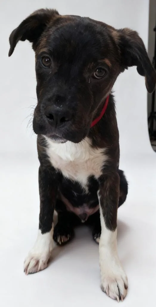 A baby medium-sized male Boxer dog named Astro for adoption in Cottonwood, AZ