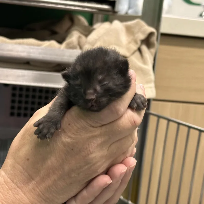 A baby small-sized female Black Domestic Short Hair cat named Dahlia for adoption in Mount Vernon, IN