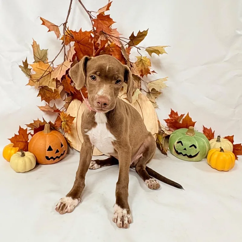 A baby small-sized female Australian Shepherd dog named Riley for adoption in Parker, CO