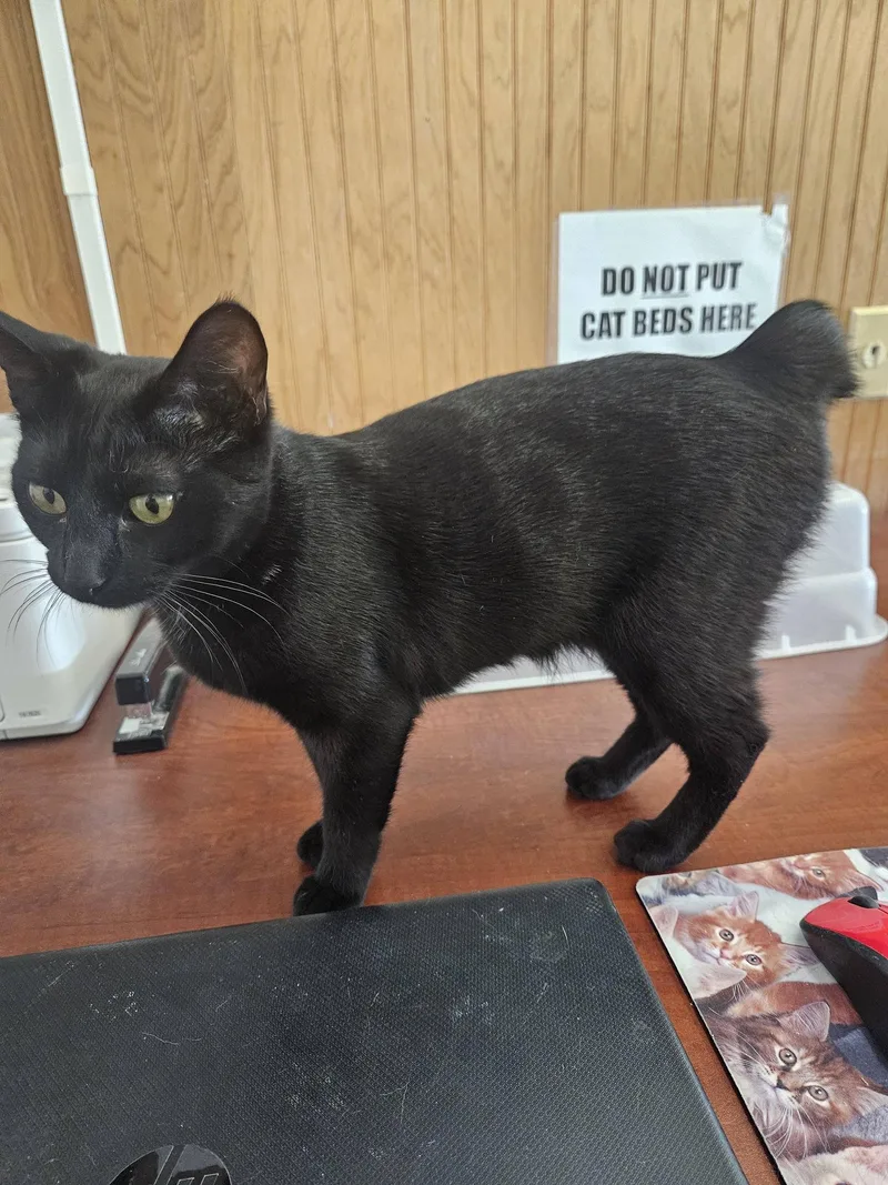 A young medium-sized female Black Domestic Short Hair cat named Lotto for adoption in Quincy, CA