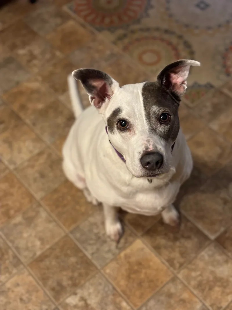 Daisy In Maine