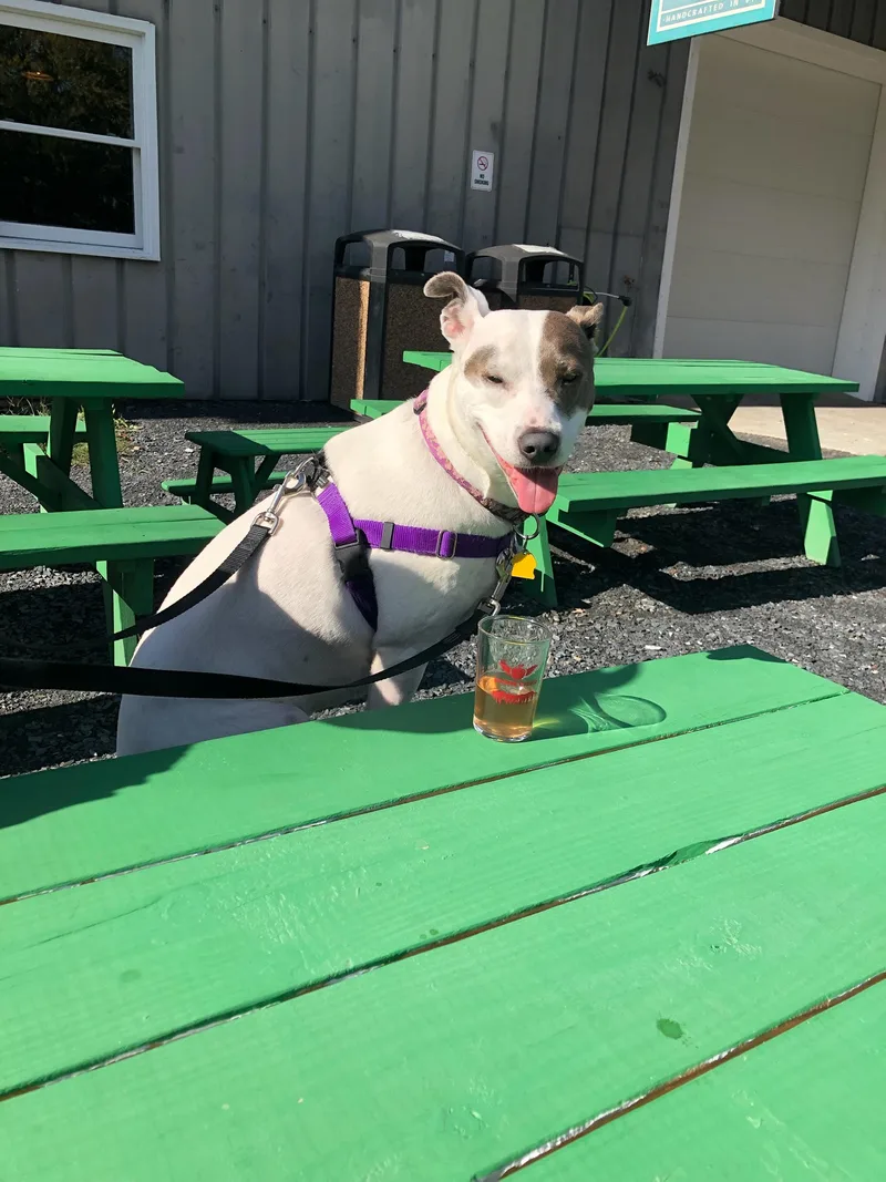 Daisy In Maine thumbnail 2