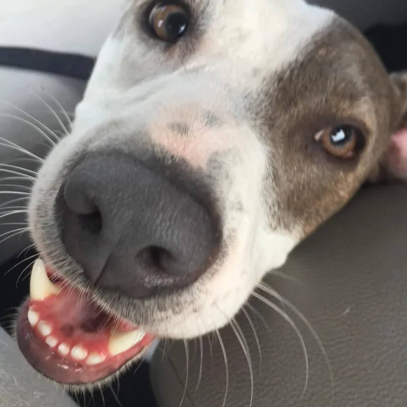 Daisy In Maine thumbnail 4