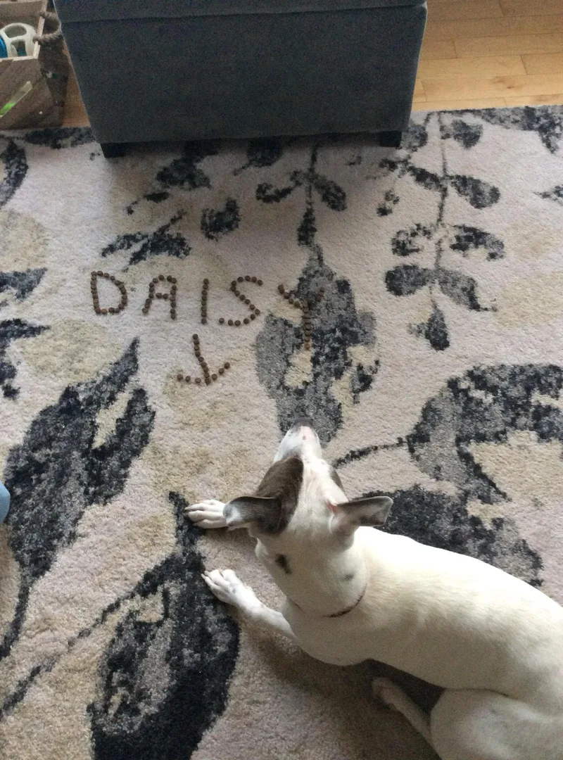 Daisy In Maine thumbnail 5