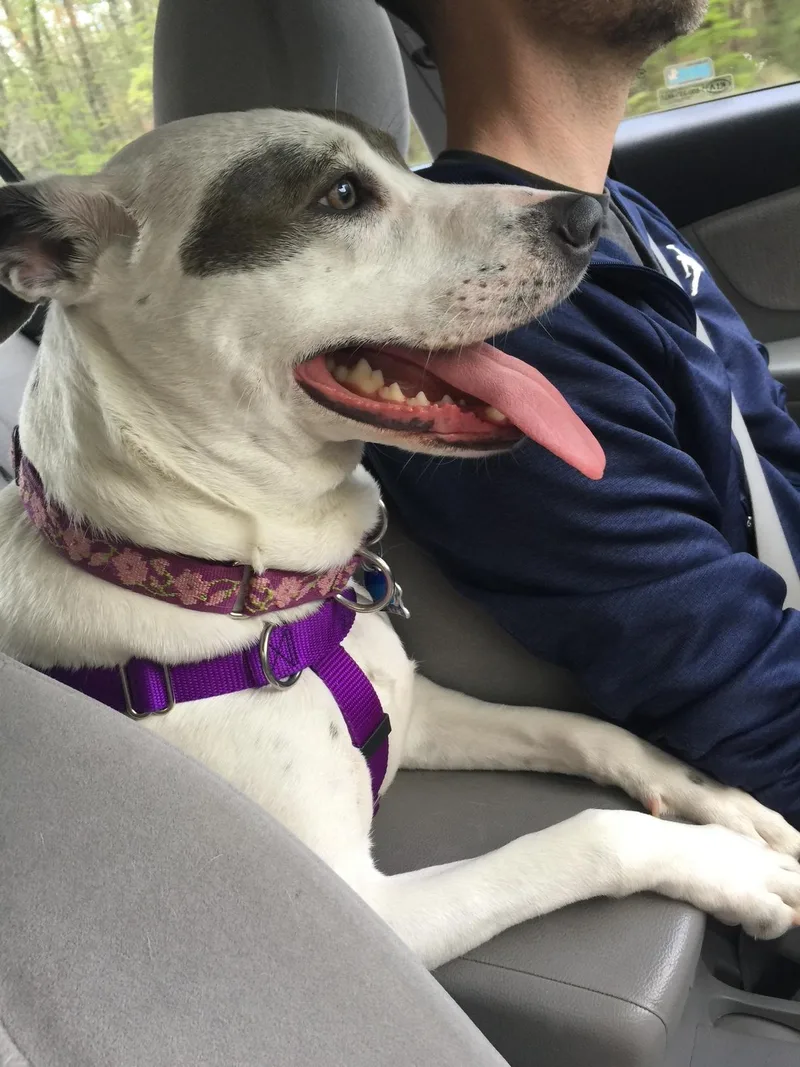 Daisy In Maine thumbnail 6