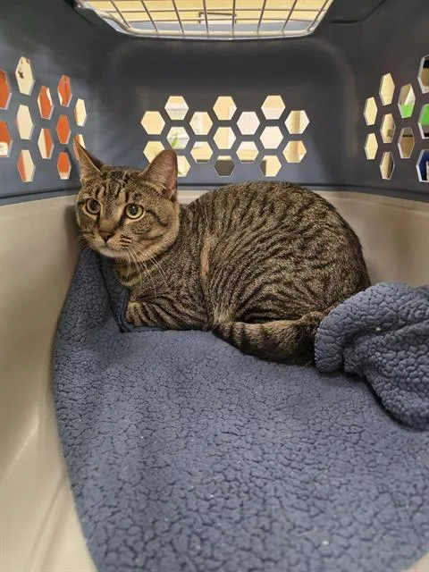 A young small-sized male Domestic Short Hair cat named Jack Rabbit for adoption in Aliquippa, PA