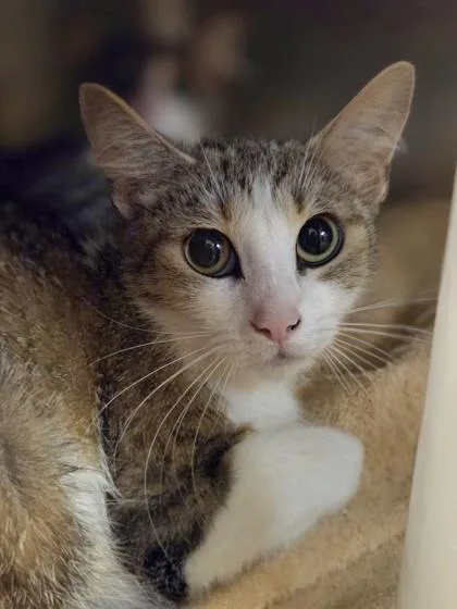 An adult medium-sized female Domestic Short Hair cat named Corn Chowder for adoption in Westland, MI