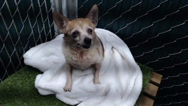 A senior medium-sized female Chihuahua dog named Florence for adoption in Downey, CA