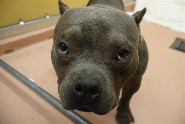 An adult medium-sized male Mixed Breed dog named Judd for adoption in Columbia, SC