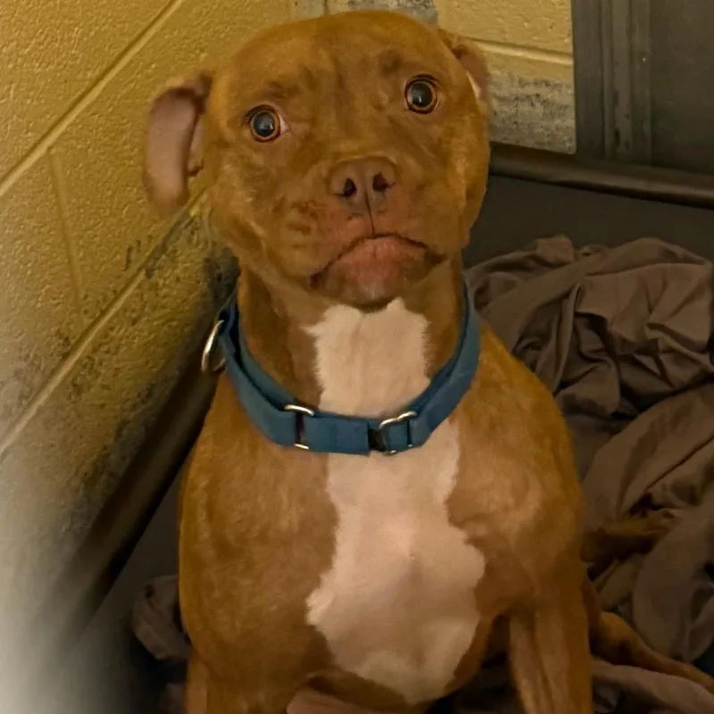 An adult medium-sized female Brindle Pit Bull Terrier dog named Aaliyah for adoption in Waldorf, MD