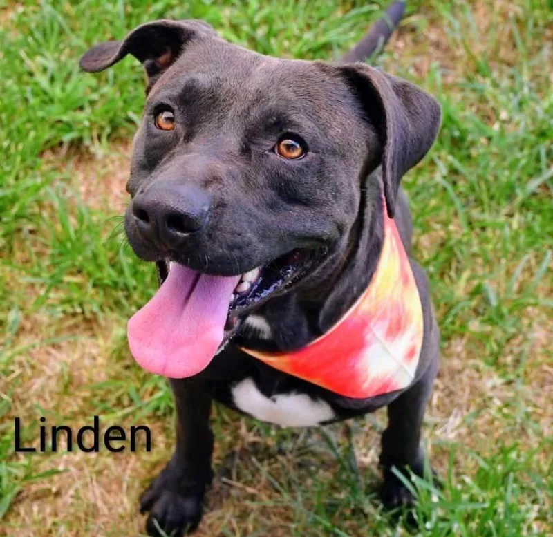 An adult large-sized male Black Pit Bull Terrier dog named Linden for adoption in Austin, TX