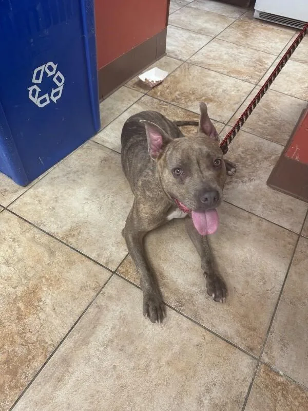 An adult medium-sized male Brindle Mixed Breed dog named Nemo for adoption in Cincinnati, OH