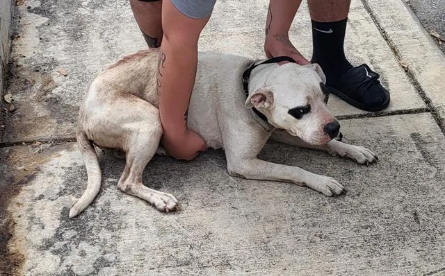A young large-sized female American Staffordshire Terrier dog named Megara for adoption in San Antonio, TX