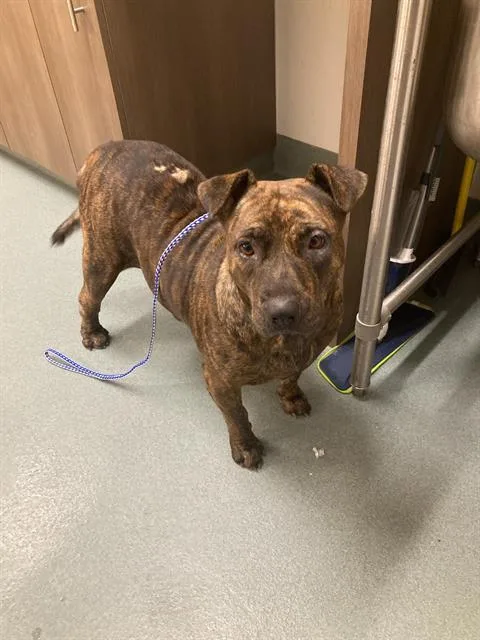 An adult large-sized female Pit Bull Terrier dog named Minnie for adoption in Baytown, TX