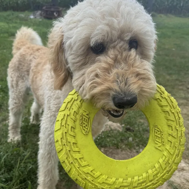 An adult large-sized female Yellow / Tan / Blond / Fawn Standard Poodle dog named Pat & Penny for adoption in Ferndale, MI
