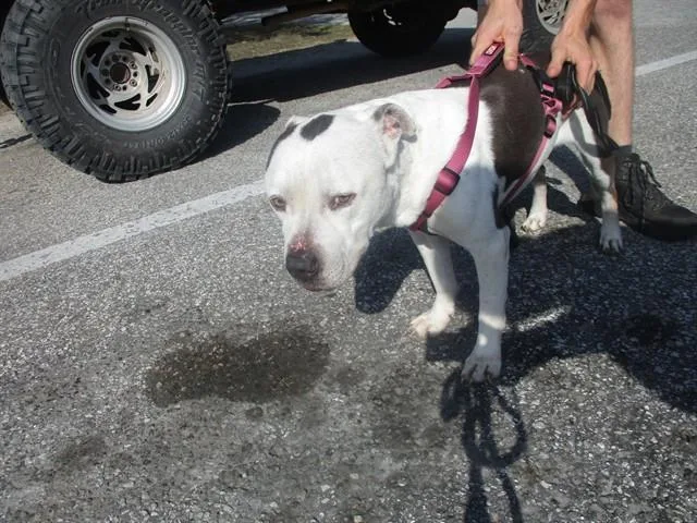 An adult medium-sized male Pit Bull Terrier dog named Tyson for adoption in Ocala, FL